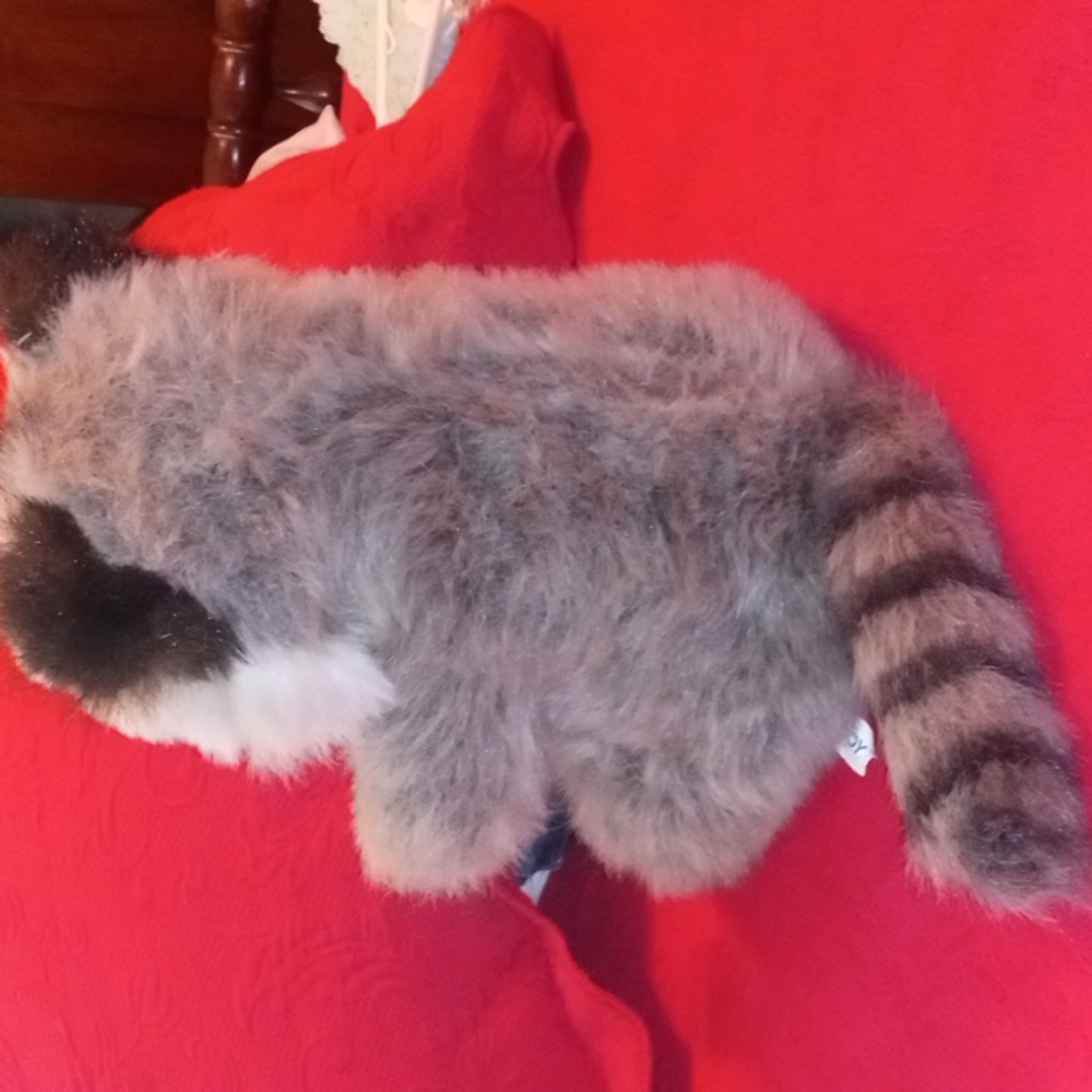 Racoon - Picture 4 of 4